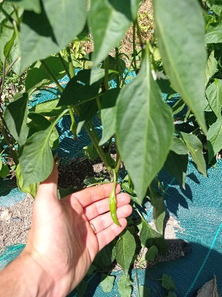 Un piment doux long des Landes... pas encore très long !