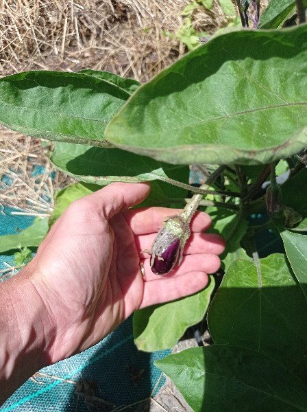 Ma plus grosse aubergine à ce jour.