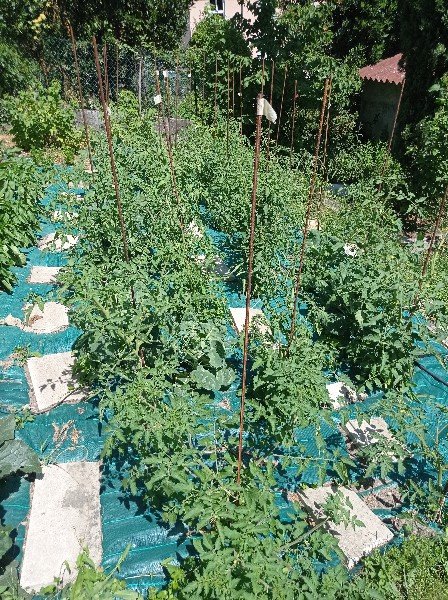 Ma petite forêt de tomates, mêlées de choux de Bruxelles et de céleris branche