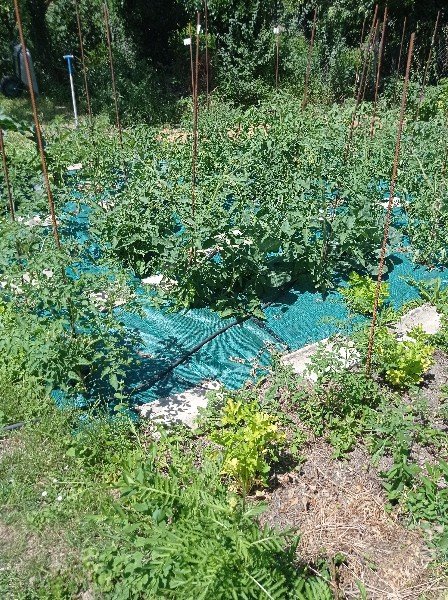 Toujours les tomates sous un autre angle, avec des céleris branches au premier plan.