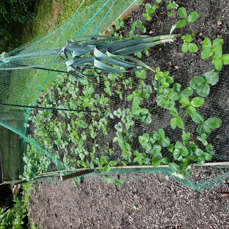 20230701_Parc a fraises RDT.jpg