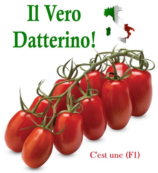 Pomodoro-Datterino F1.jpg