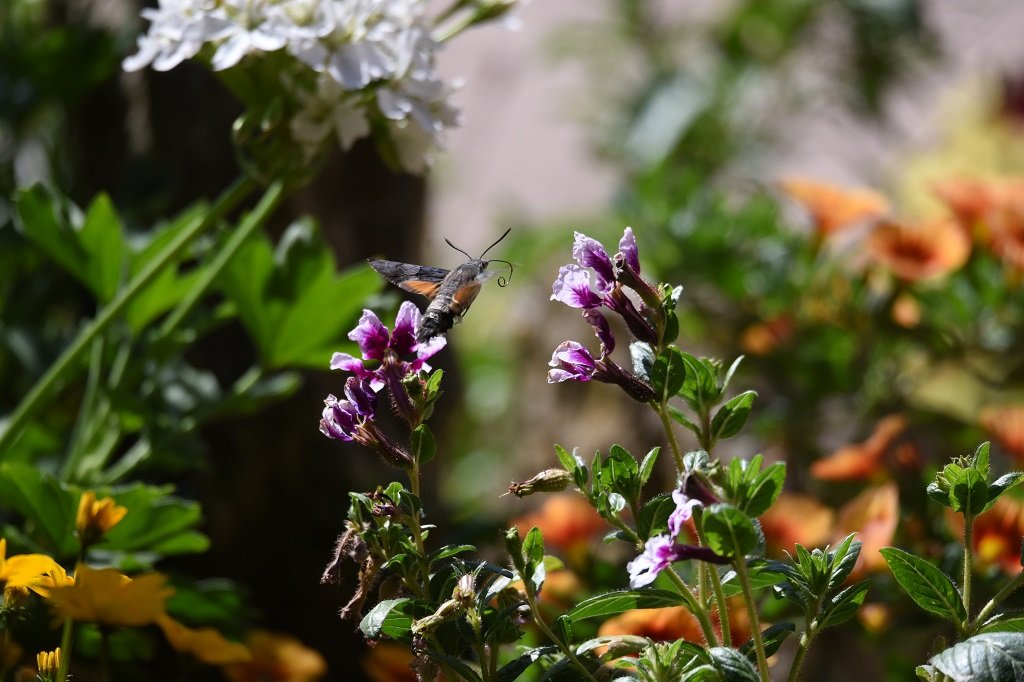 DSC_5021.JPG
