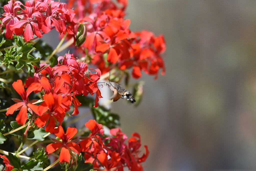 DSC_5048.JPG