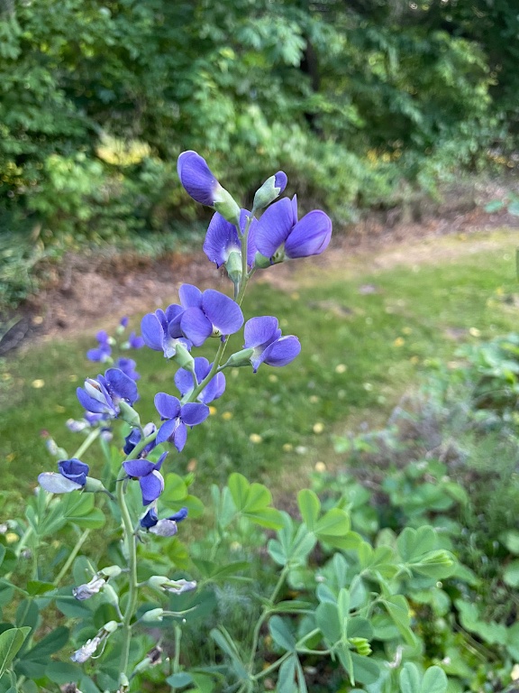 Baptisia australis