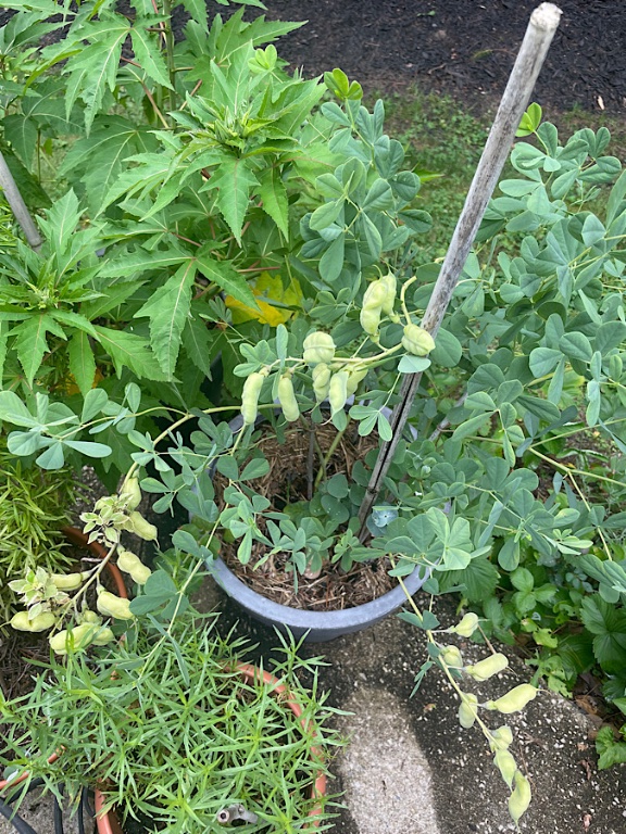 Baptisia australis (gousses)