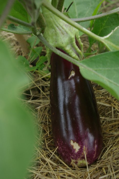 Aubergine de Toulouse