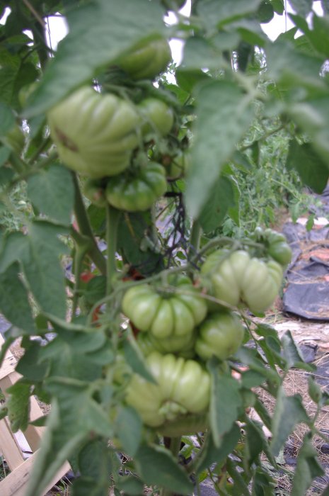 Costoluto Genovese plant bien chargé