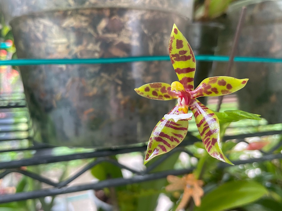 Phalaenopsis deceptrix