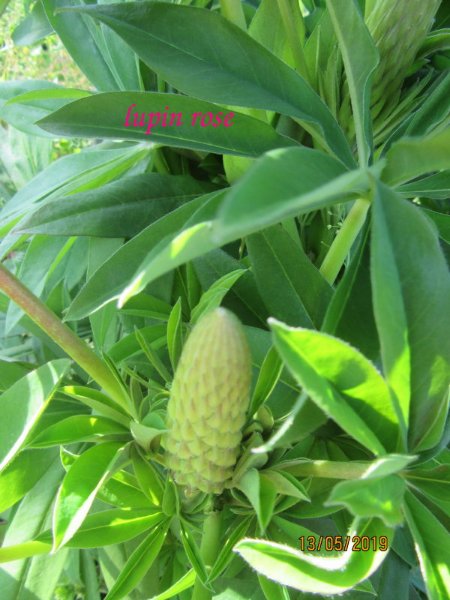 lupin rose bouton.jpg