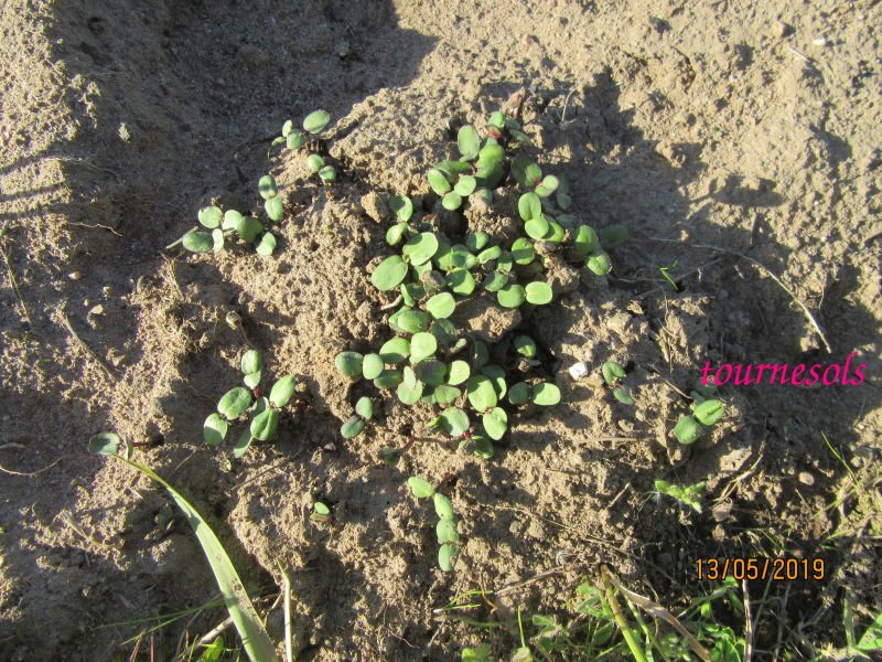 tournesol semis.jpg