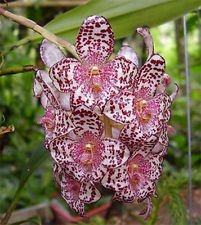 bulbophyllum kubahense.jpg