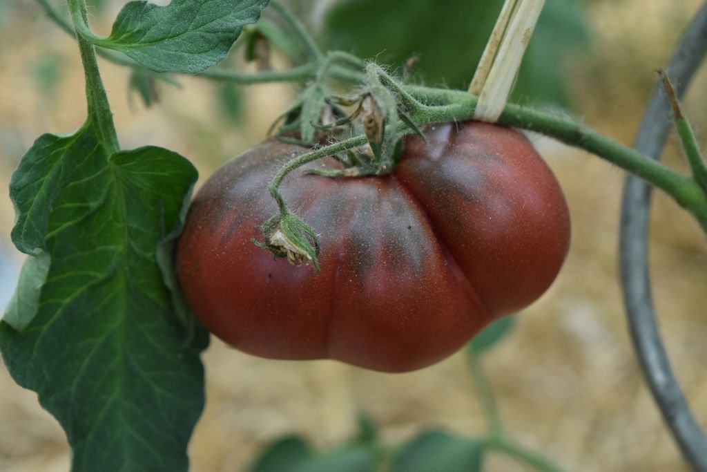 DSC_2968_black krim_1024x768.JPG