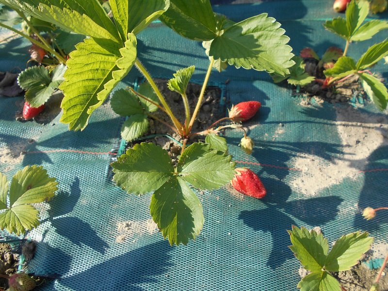 190515 fraises.JPG