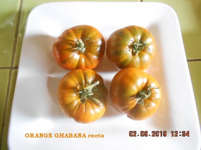 ORANGE GHABANA recto.jpg