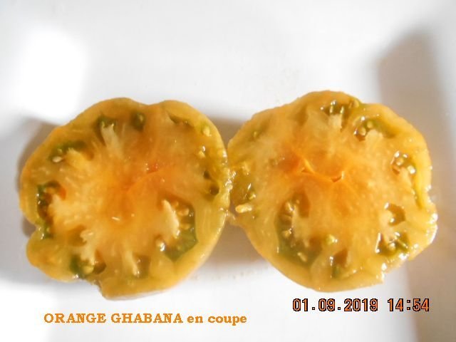 ORANGE GHABANA en coupe.jpg