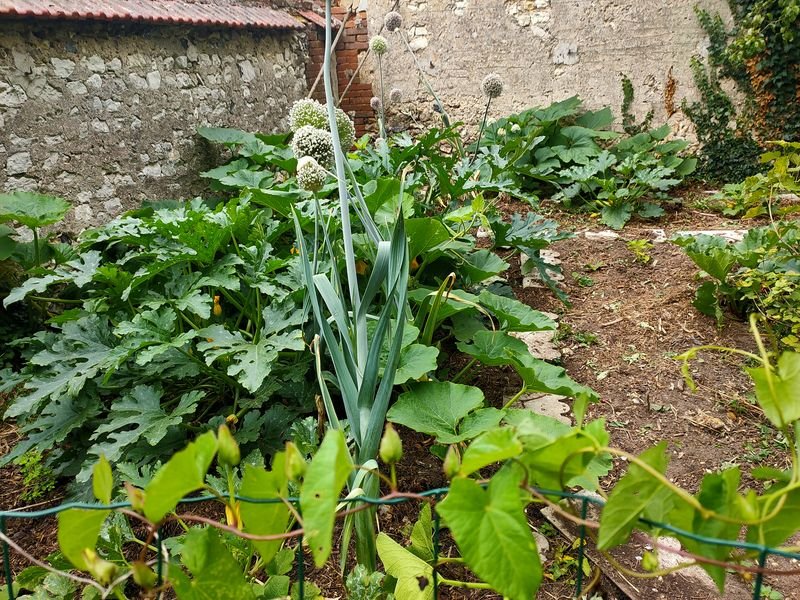 courgettes stephane.jpg