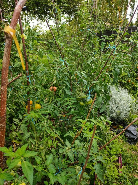 tomates devant la maison