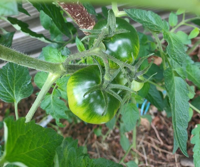 tomate verte.jpg