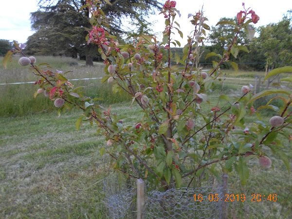 PECHES DE VIGNE CLOQUE.jpg