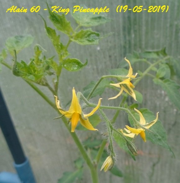 King Pineapple Fleurs +.JPG