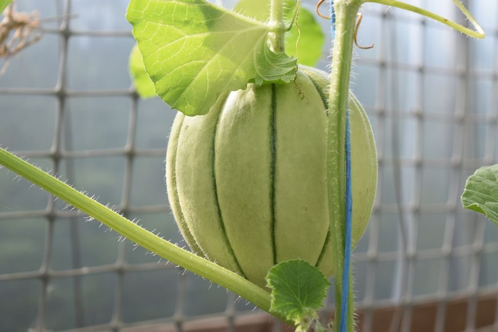 DSC_2991melon_1024x768.JPG