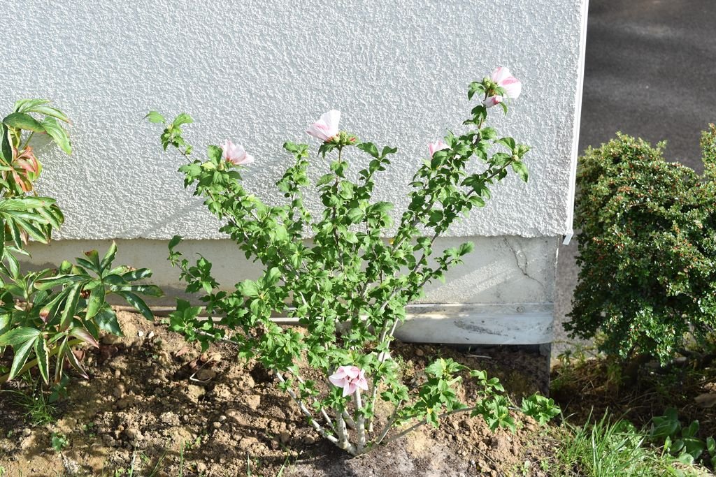 DSC_3001_hibiscus_1024x768.JPG