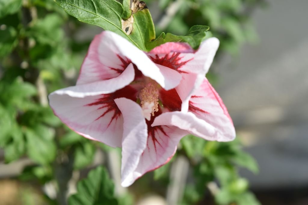 DSC_3002_fleur hibiscus_1024x768.JPG