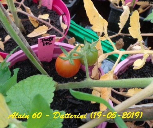 Datterini +.JPG