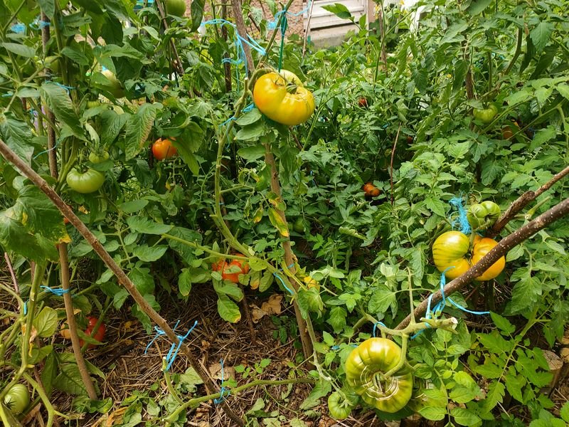 Tomates oranges