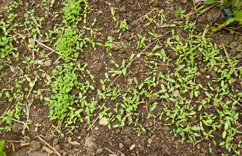 semis salades et mesclun.jpg