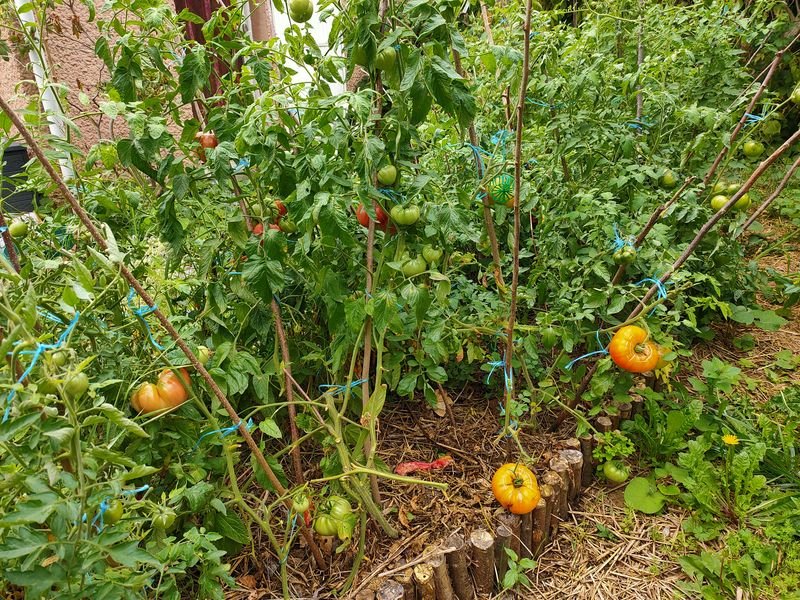 tomates devant maison2.jpg