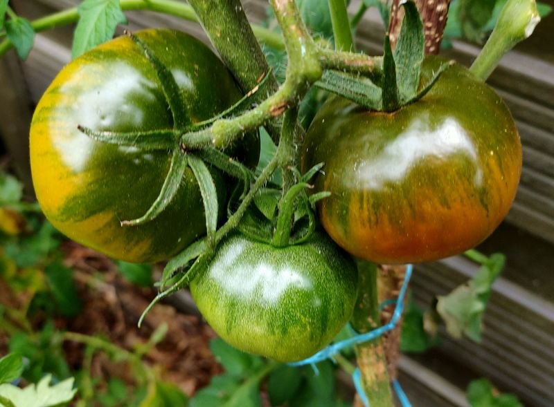 tomate green 1.jpg