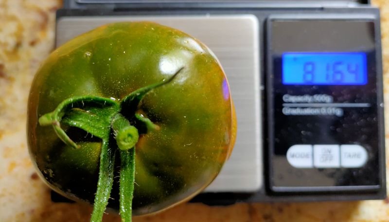 tomate green 81.jpg