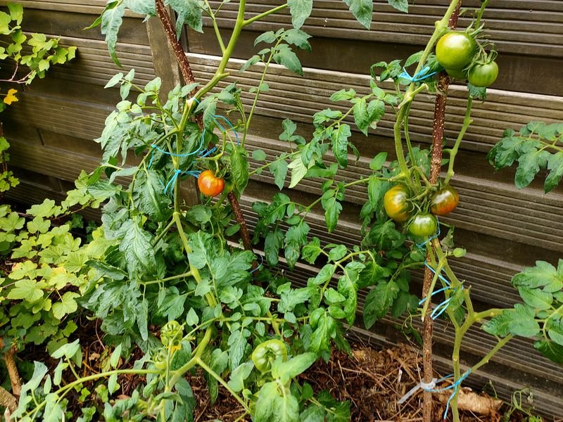 plant tomates projet green.jpg
