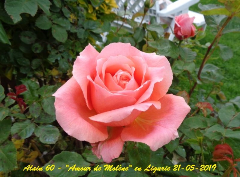Amour de Molène +.JPG