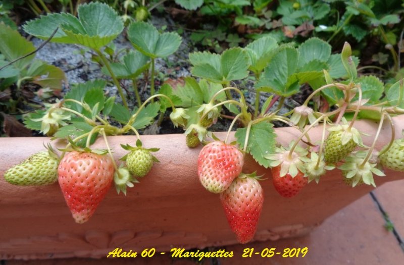 Mariguette +.JPG