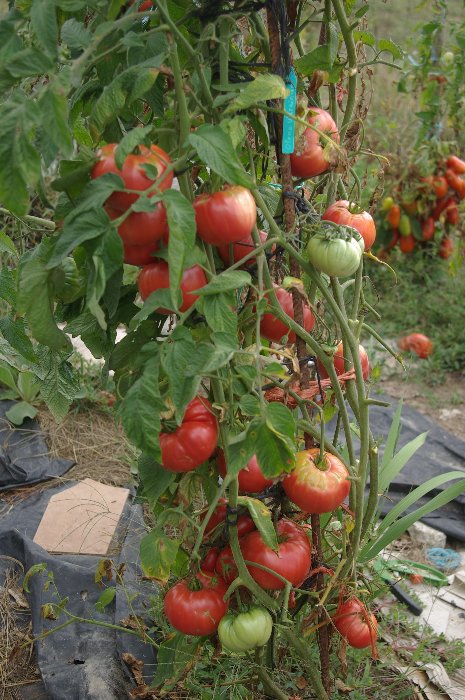 plant bien chargé