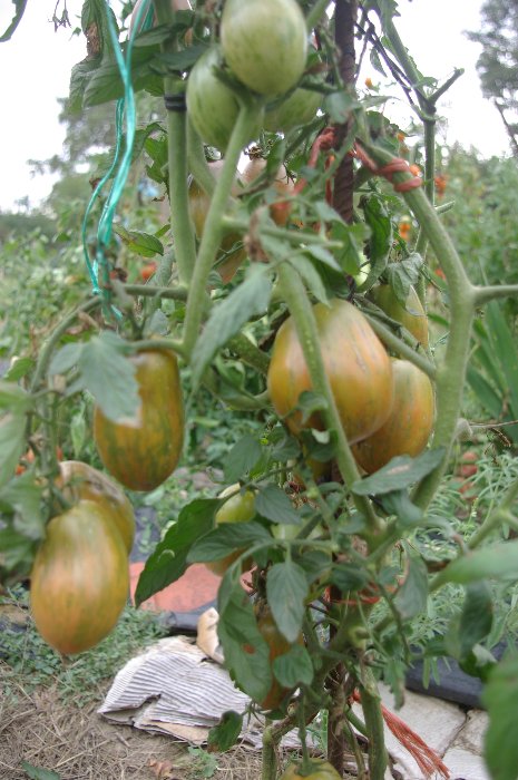 Serait Zielone zebra,à vérifier si correspond,je l'avais trouvée bonne lors d'une précédente culture,un premier fruit goûté ces jours-ci,ne m'a pas apparu au top