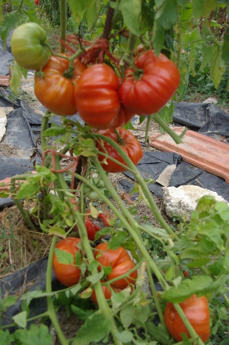 Mando de Collserola,une branche cassée,de gros fruits,tardive,pas encore consommée