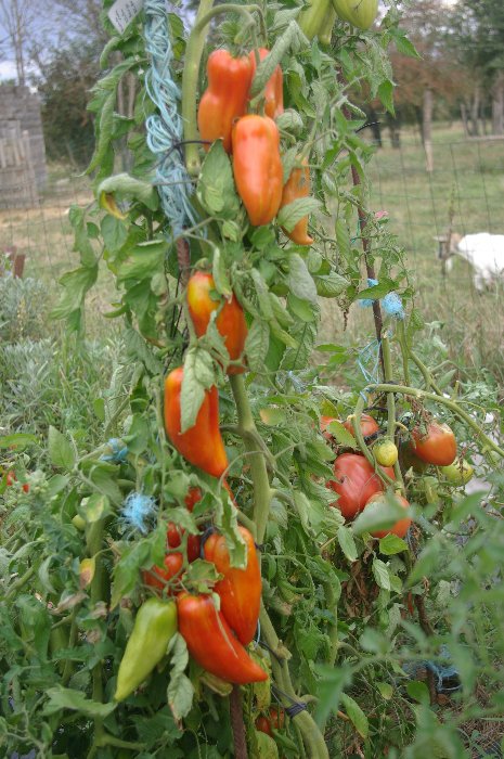 &quot; Popa de vaca&quot;,ce ne serait plus son nom ?,plant hyper chargé,goût plutôt intéressant