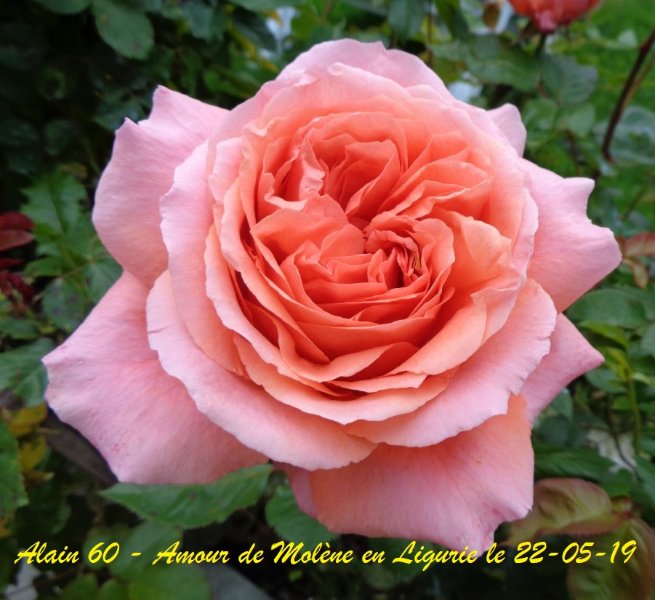Amour de molène bis ++.JPG