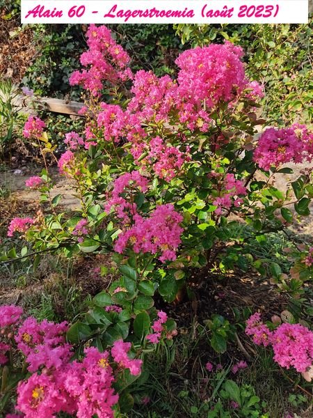 Lagerstroemia+.jpg