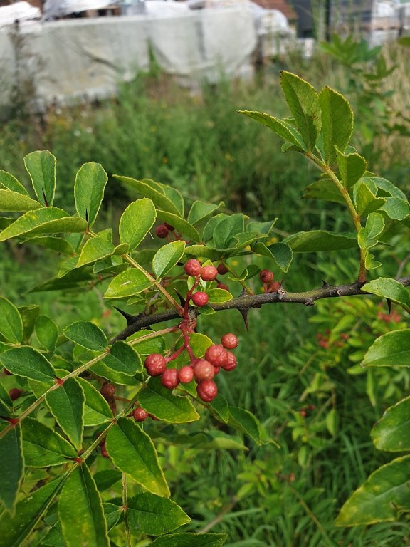 230901 poivrier de Sichuan.jpg