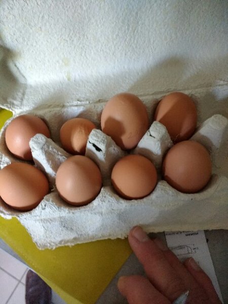 Pour finir, les œufs des poules sont la seule chose qu'on récolte en ce moment à la maison. Et pas tous de la même taille.