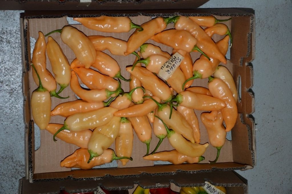 Sugar Rush Peach