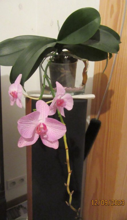 fin orchidee rose.jpg