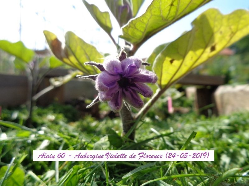 Violete de Florence +.JPG