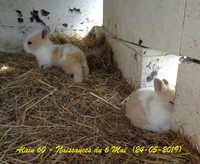 Lapins +.JPG