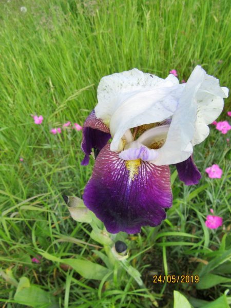 iris jardin.jpg